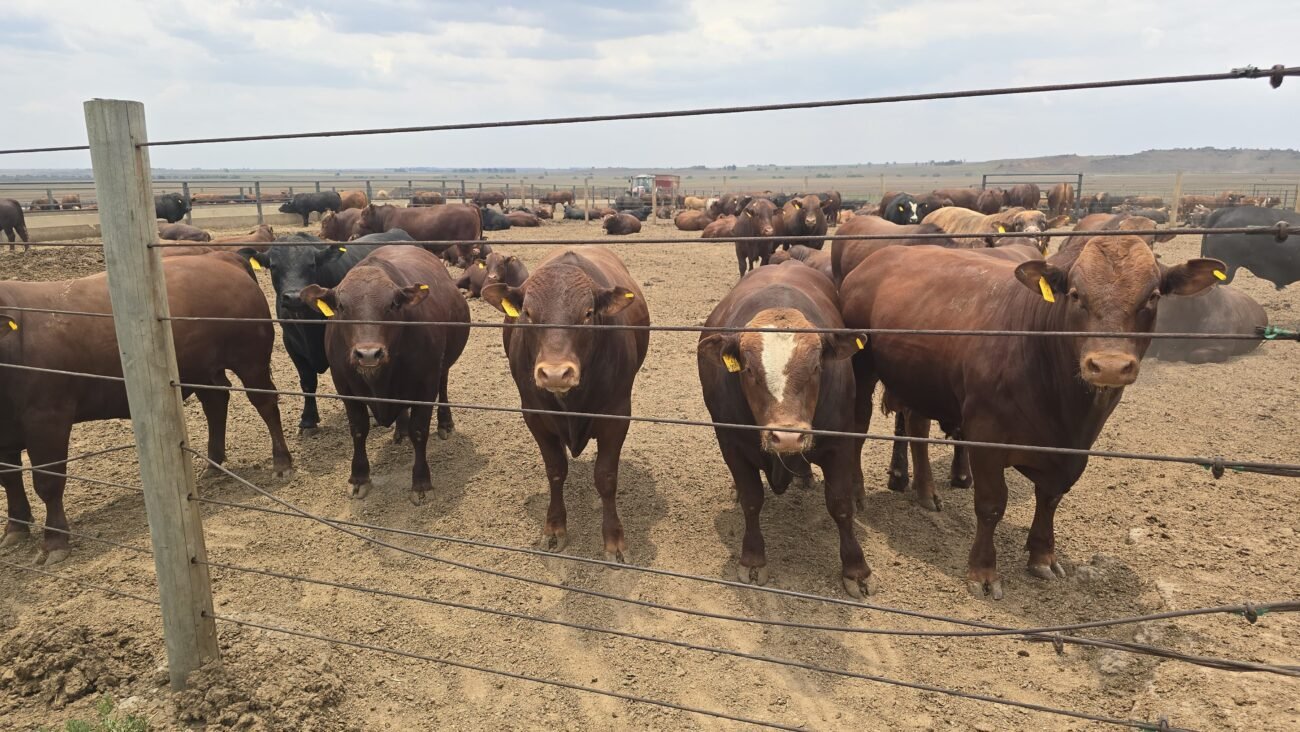 case study: implementation of chlorine dioxide (clo₂) dosing systems at two livestock farms